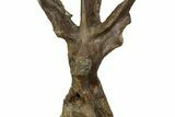 Fossil Dinosaur (Triceratops) Dorsal Vertebra - Wyoming #362049-5